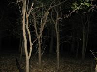 Chicago Ghost Hunters Group investigates Robinson Woods (116).JPG